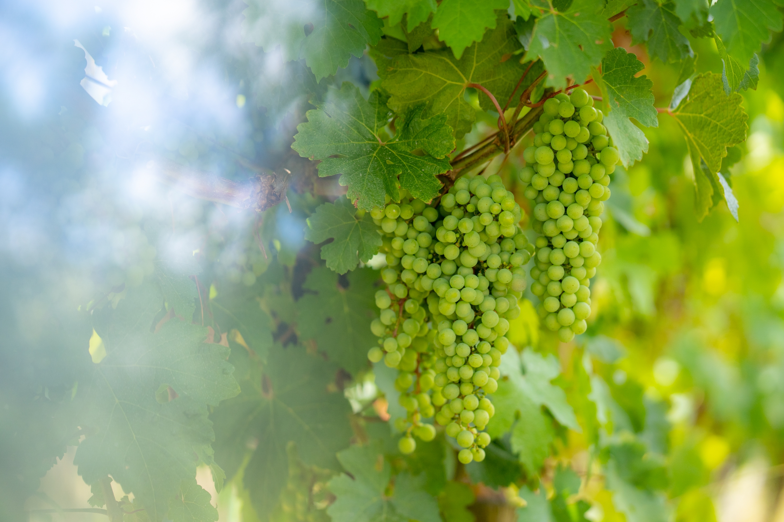 Marions Vineyard – HQ-40