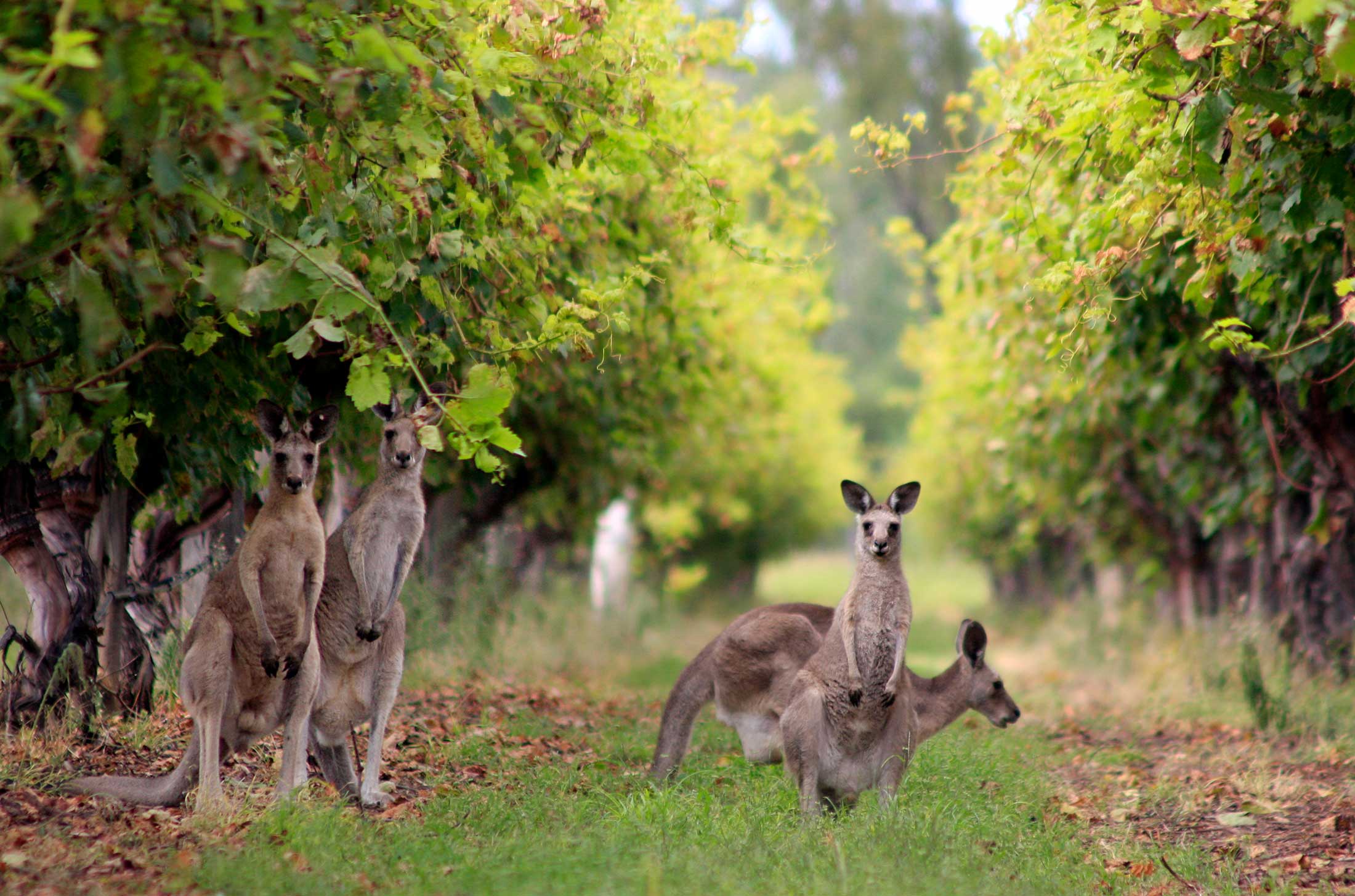 KANGAROOS