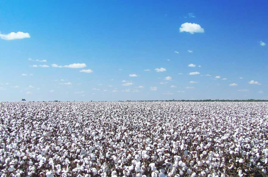 cotton-PelicanRest-Caravan-Tourist-Park-St-George